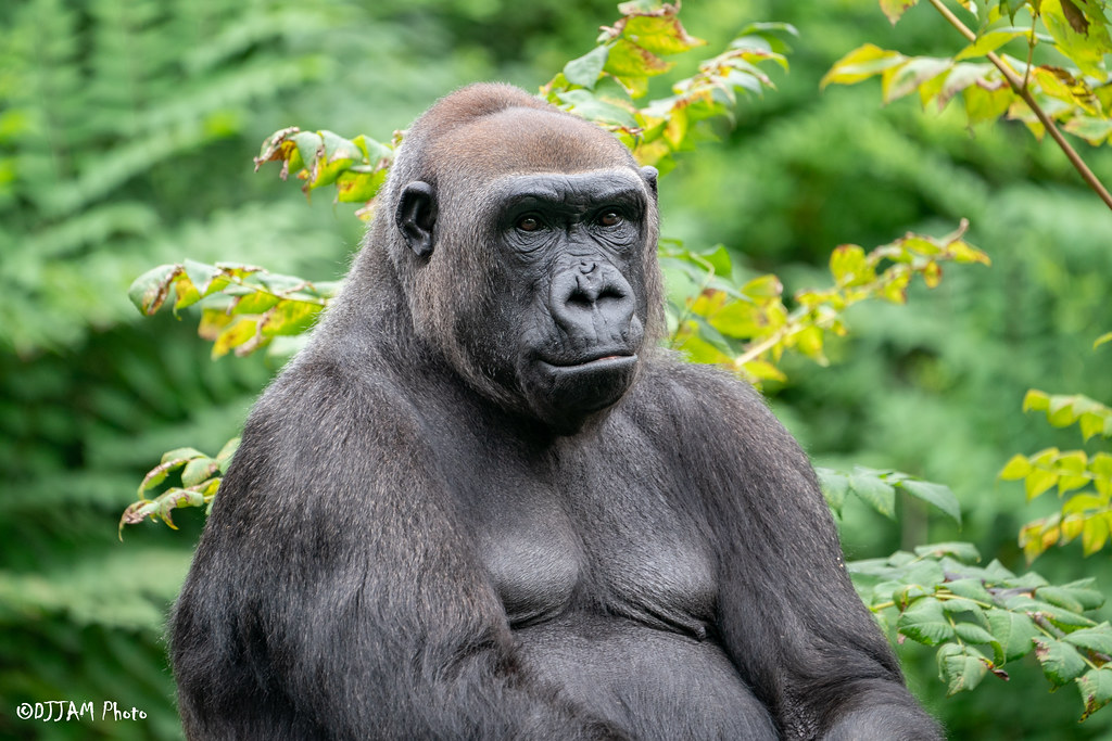 gorilla with green foliage behind it