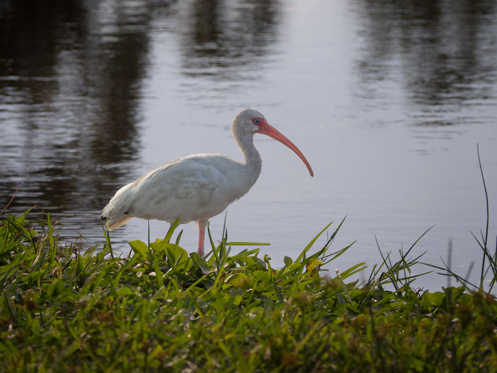 white ibis by pond