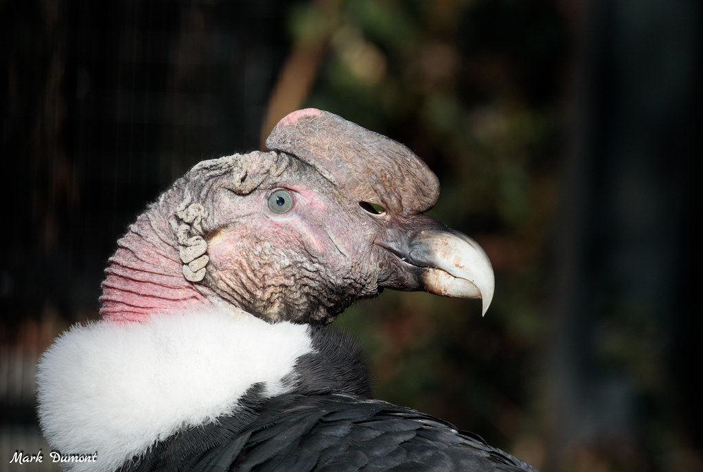 andean condor profile