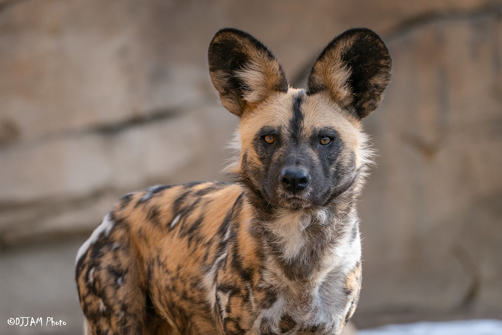 African painted dog standing in habitat
