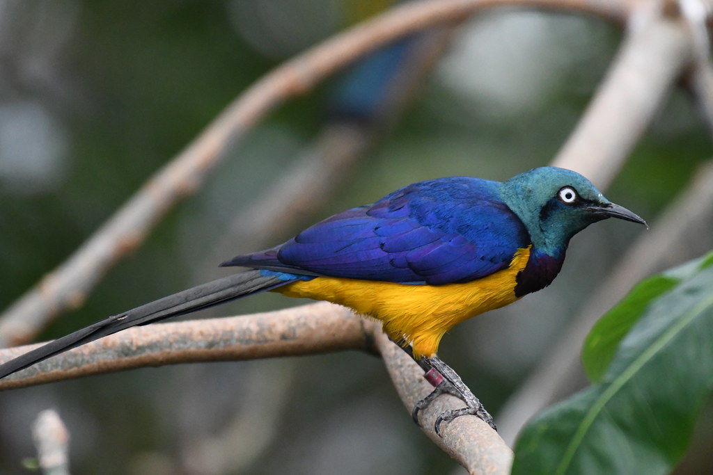 golden breasted starling in a tree