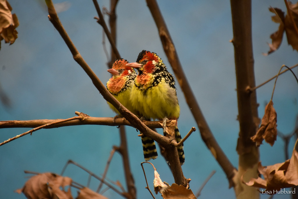 2 barbets in a tree