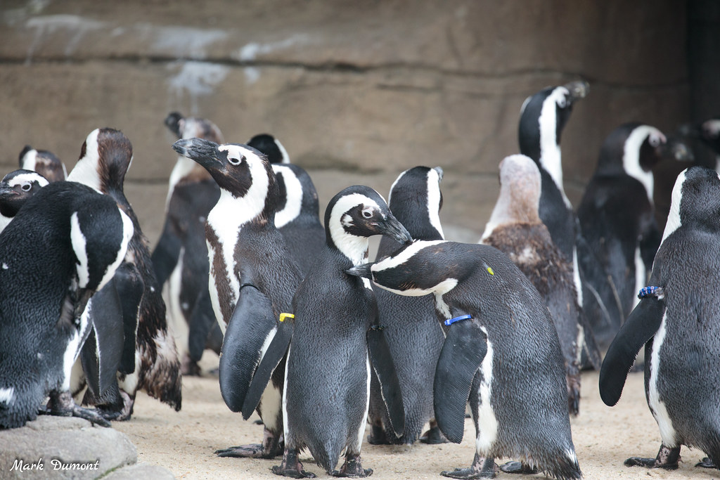 Many African penguins standing together in the habitat