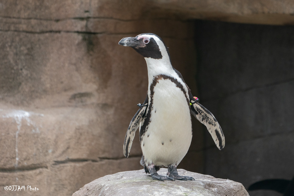 African penguin standing on a rock