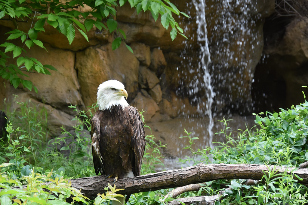 baled eagle sitting on a branch