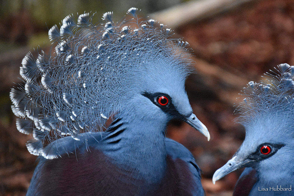 crowned pigeon side profile