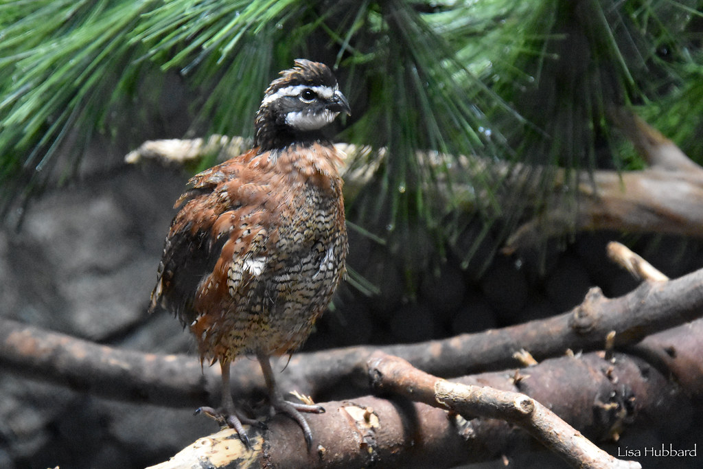 masked bobwhite quail on a stick