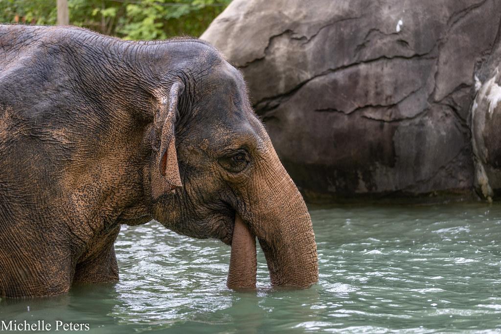 elephant standing in water drinking water with trunk in her mouth