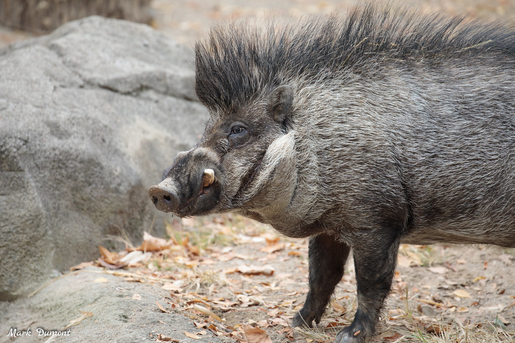 warty pig side profile
