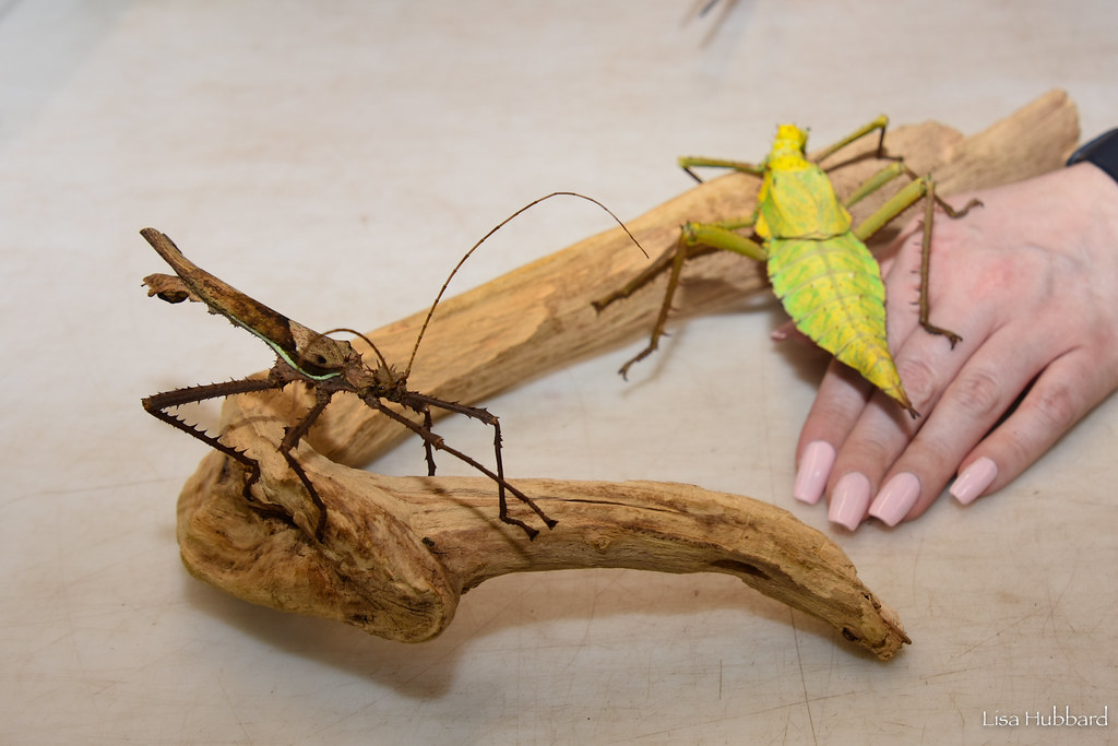 male and female giant spiny leaf insects