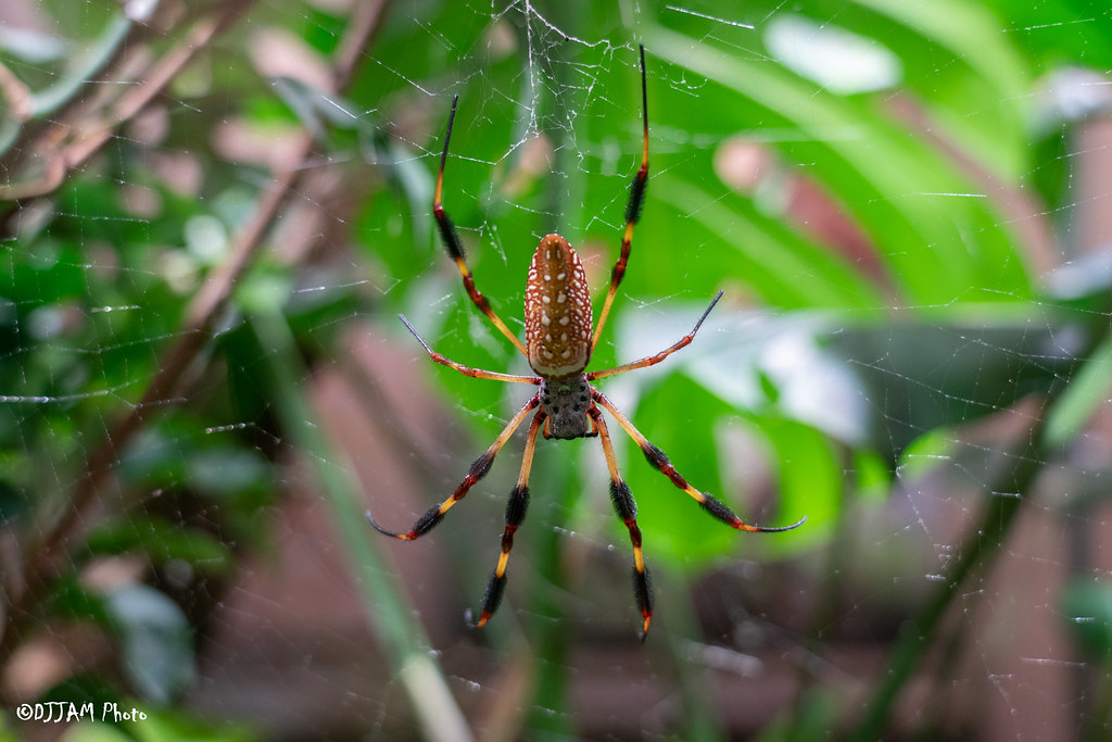 orb web spider on its web