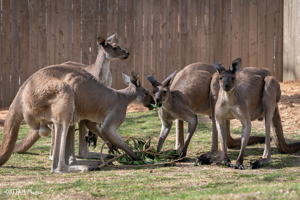 a bunch of kangaroos eating