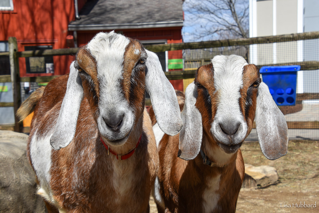 2 nubian goats in the goat yard