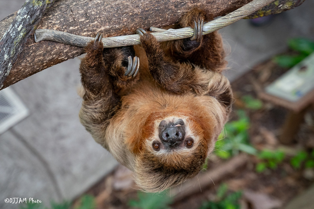 sloth hanging in a tree