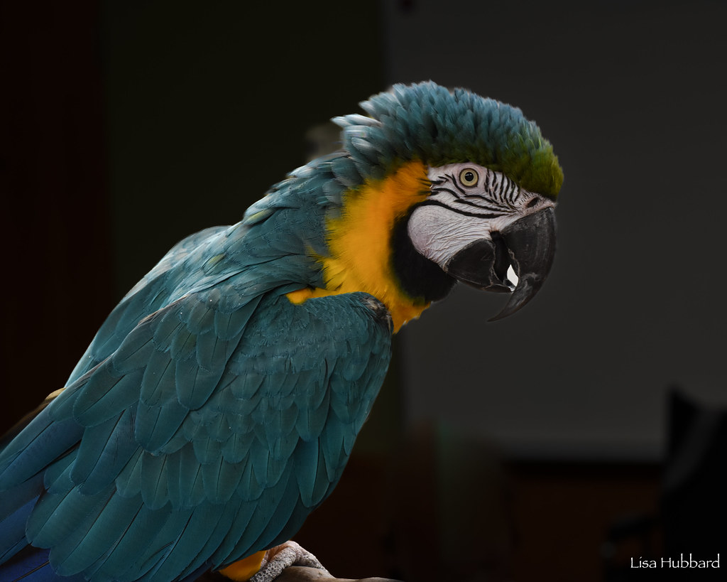 blue throated macaw side view