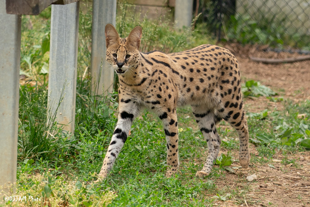 Serval zoo store