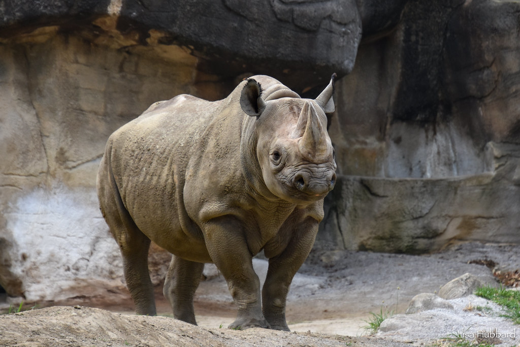 black rhino standing