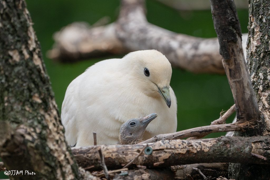 pied pigeon with chick