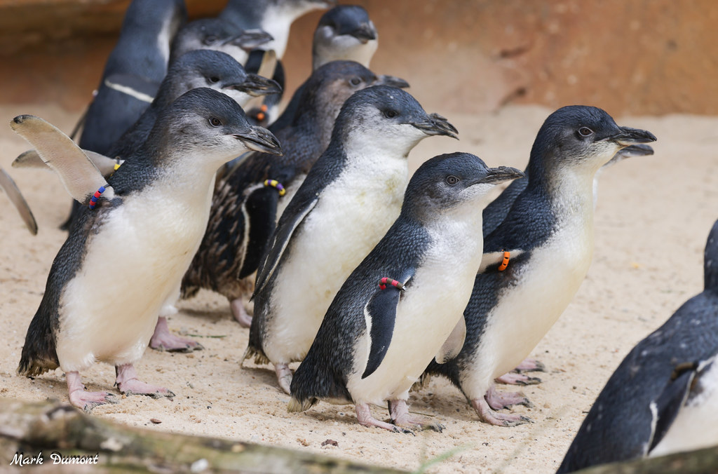 a bunch of little blue penguins on the beach