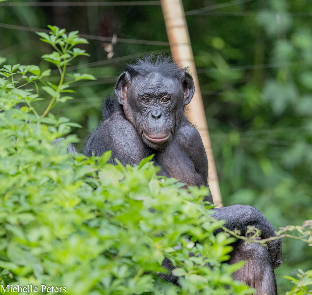 bonobo sitting in the green trees