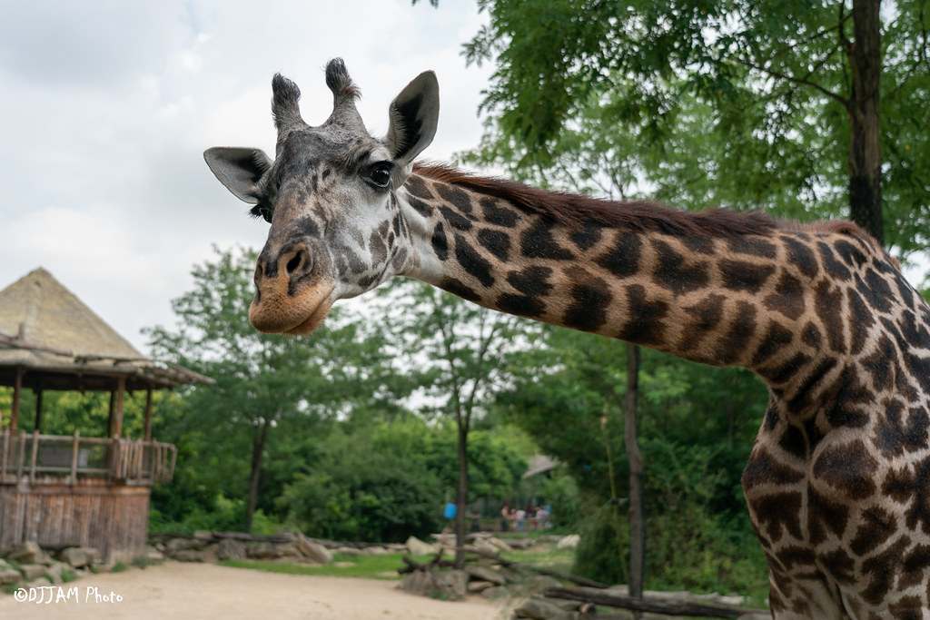 giraffe with neck stretched out
