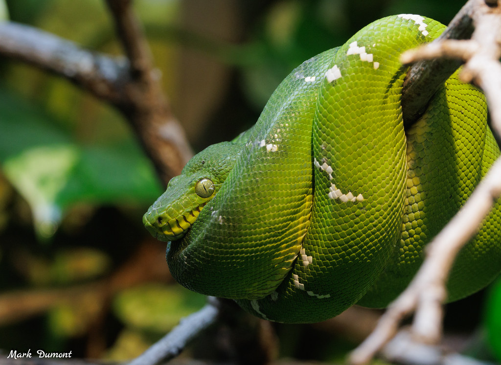 green snake on branch
