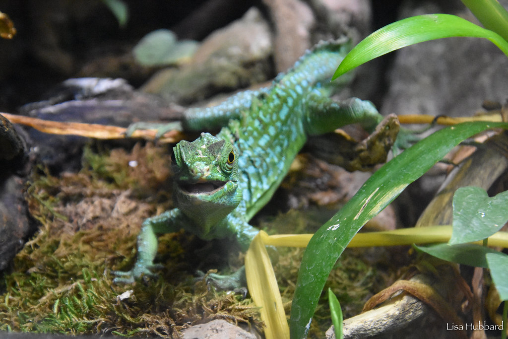 green basilisk lizard in habitat