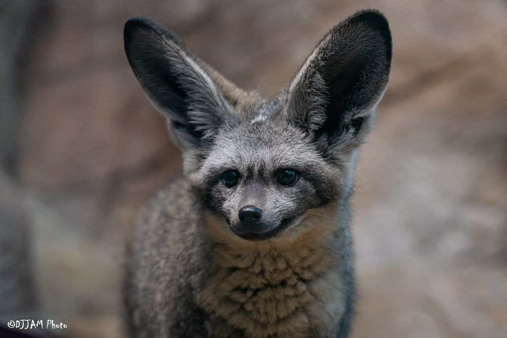 bat eared fox close up