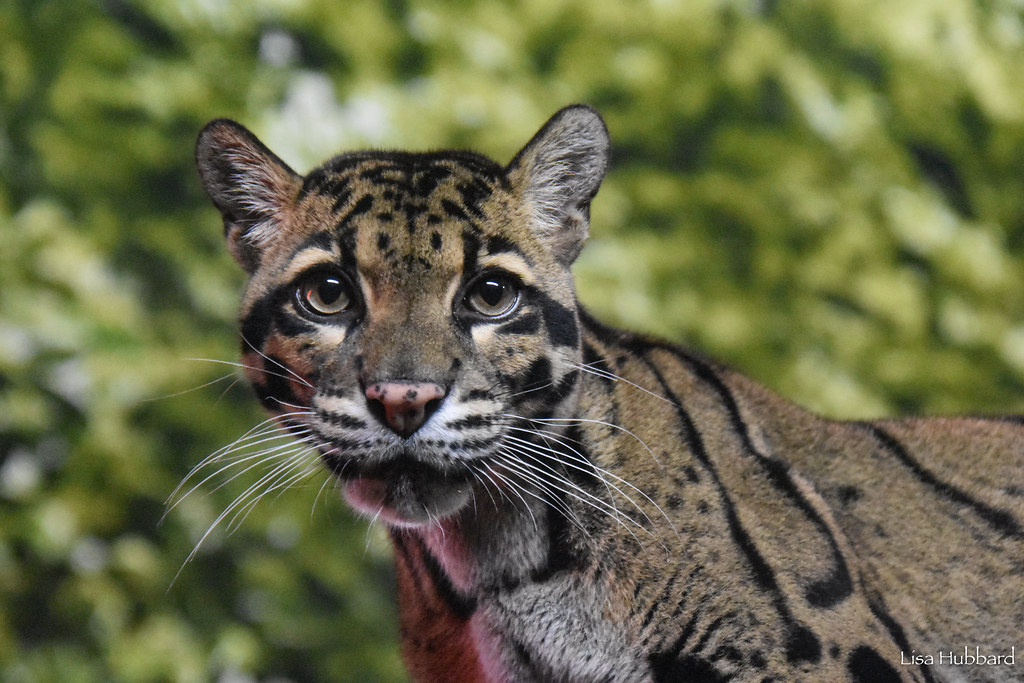 clouded leopard looking at the camera