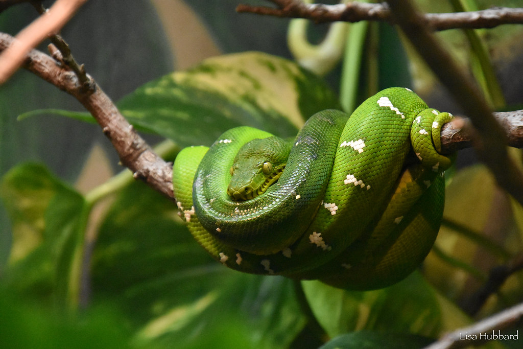 green snake coiled on a branch