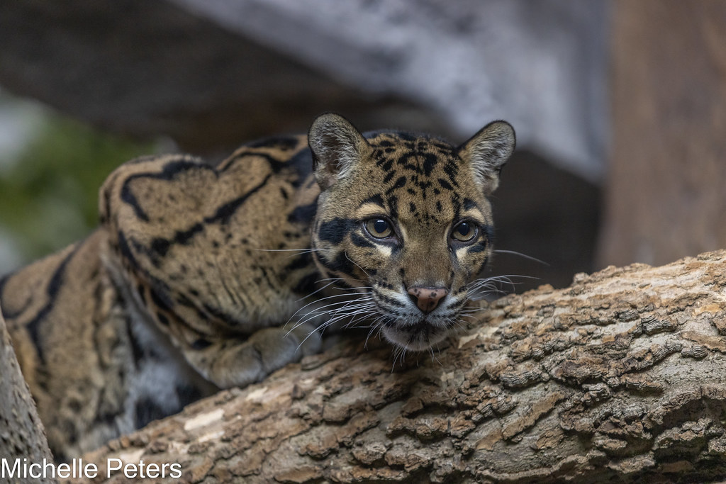 clouded leopard crouching
