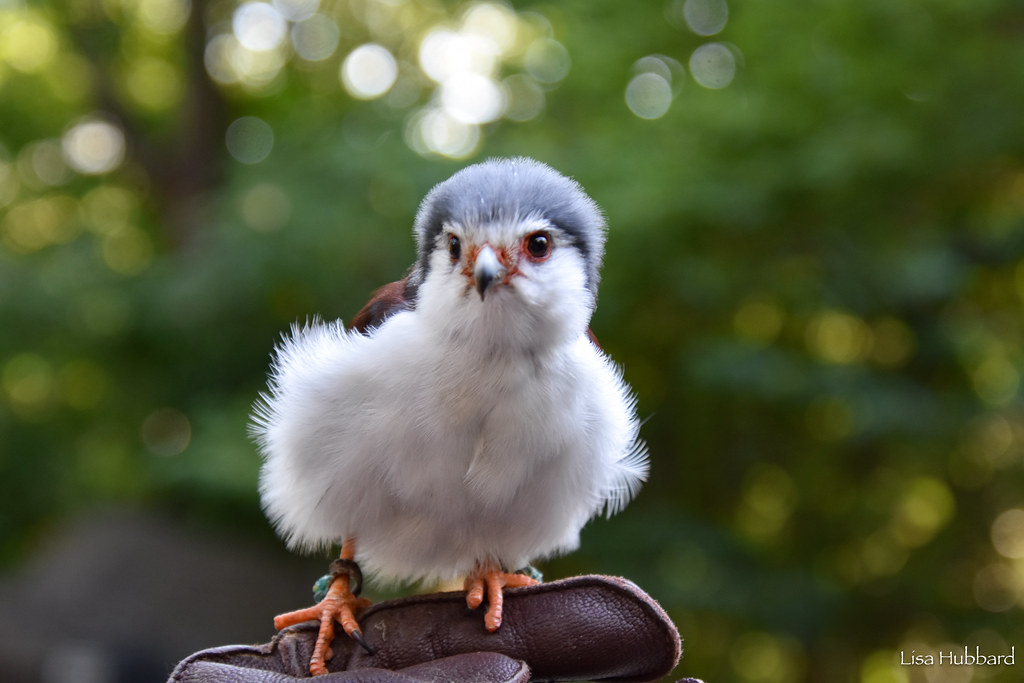 pygmy falcon sitting on glove