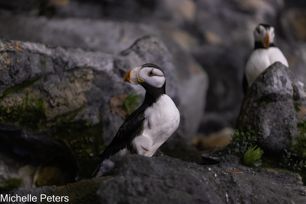 horned puffin on rocks