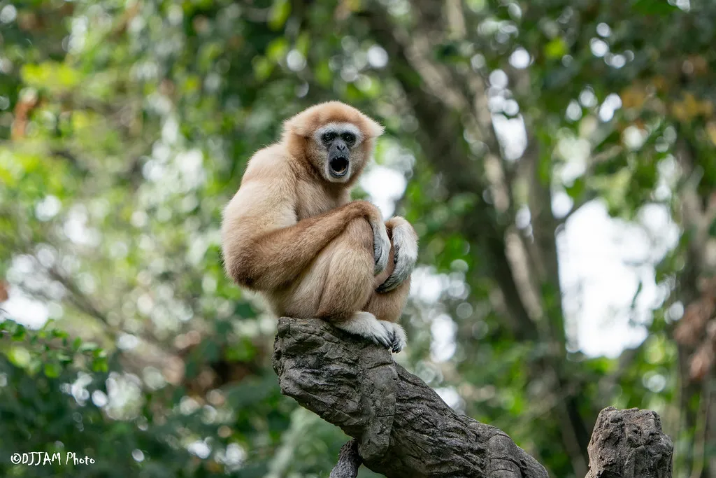 white handed gibbon