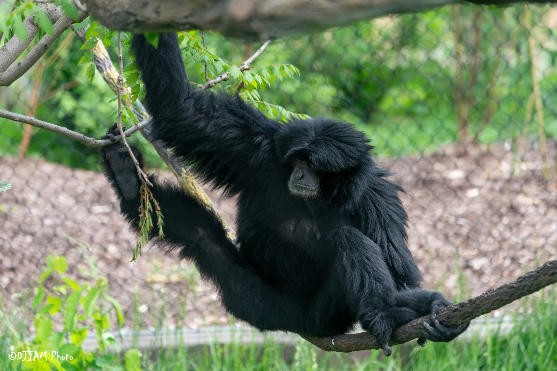 siamang