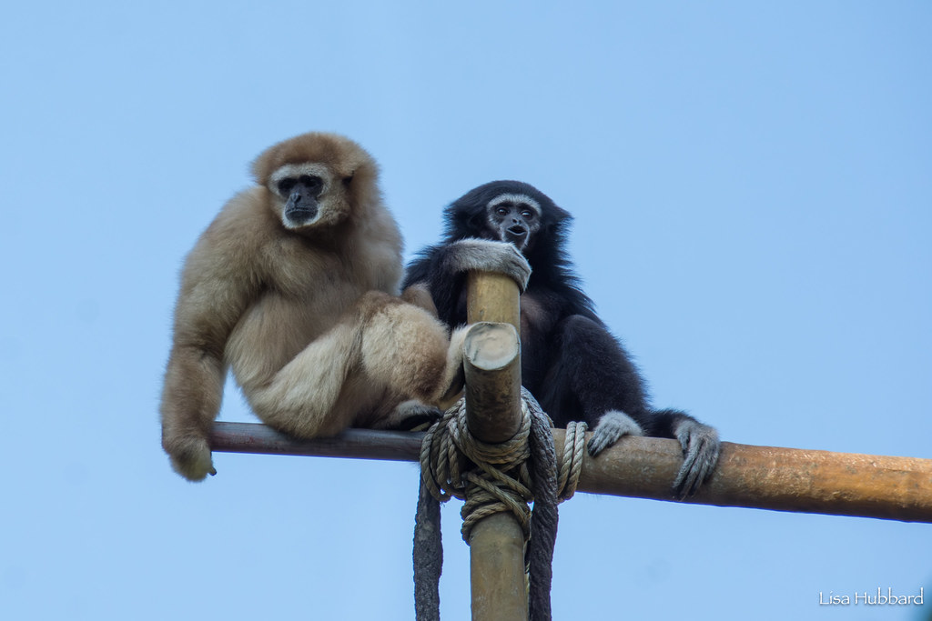 two gibbons