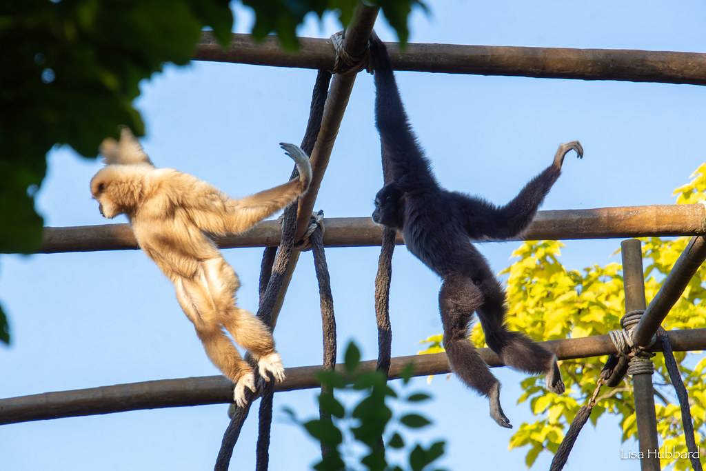 two gibbons swinging on branch