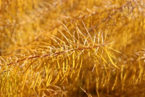 yellow plant