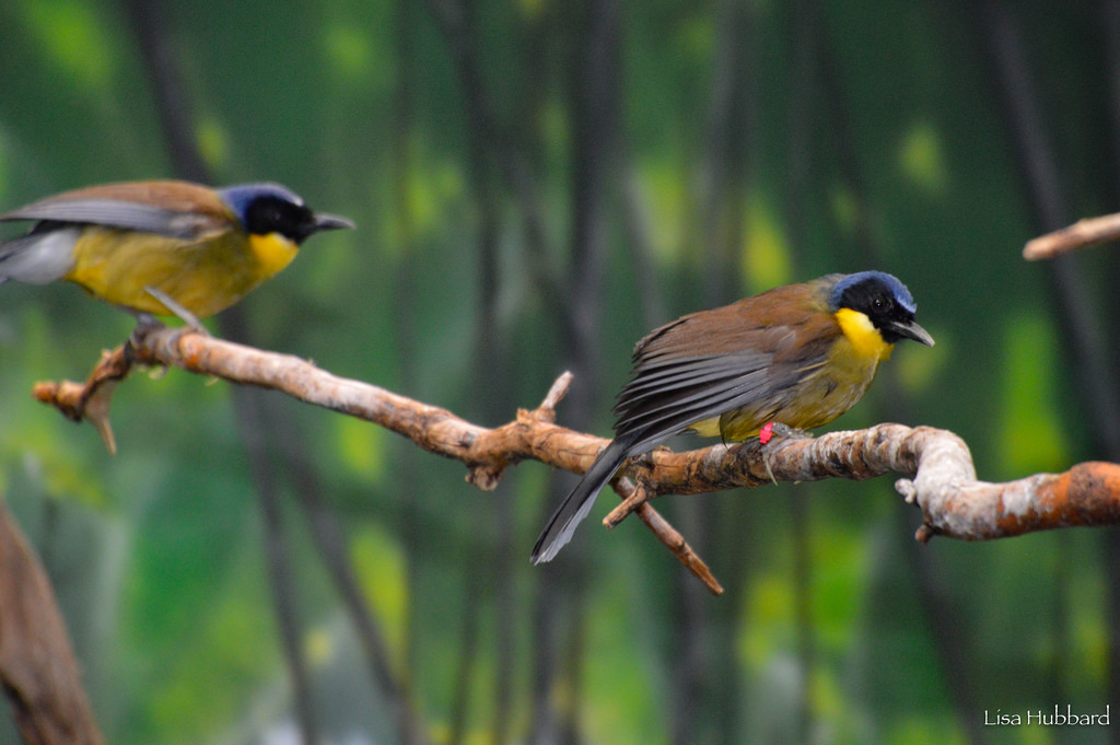 2 blue crowned laughing thrush birds