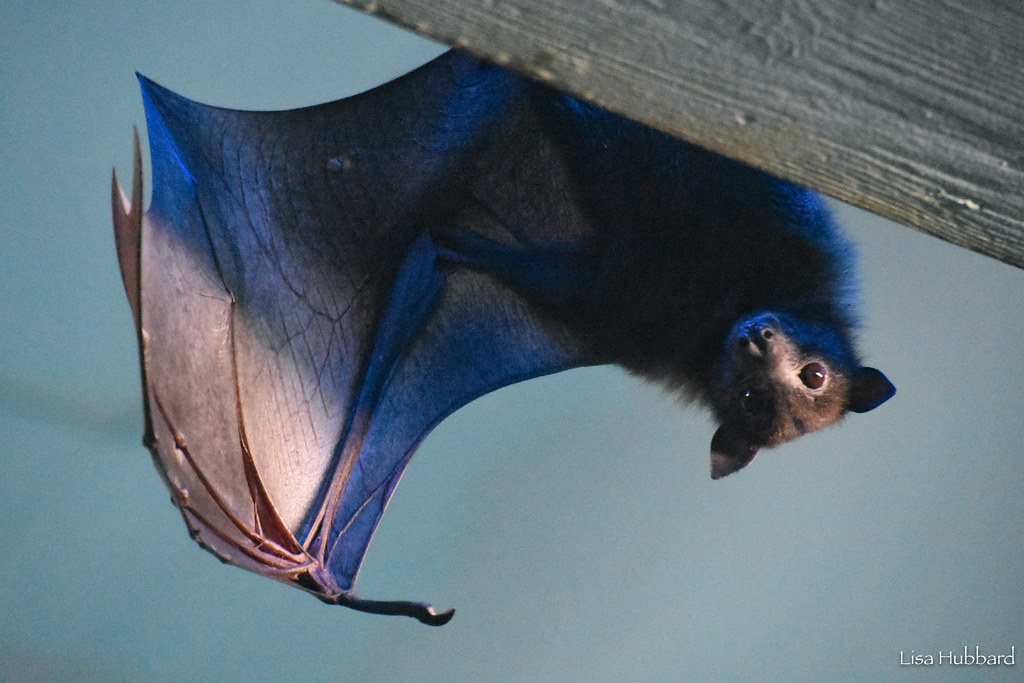 Giant fruit bat with one wing open