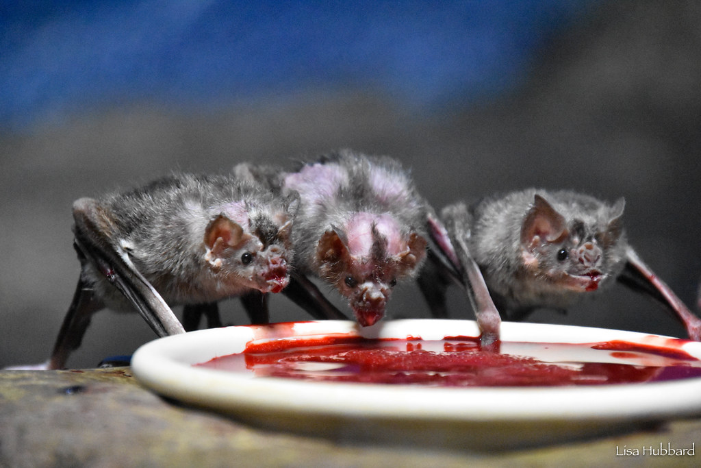 vampire bats feeding on blood