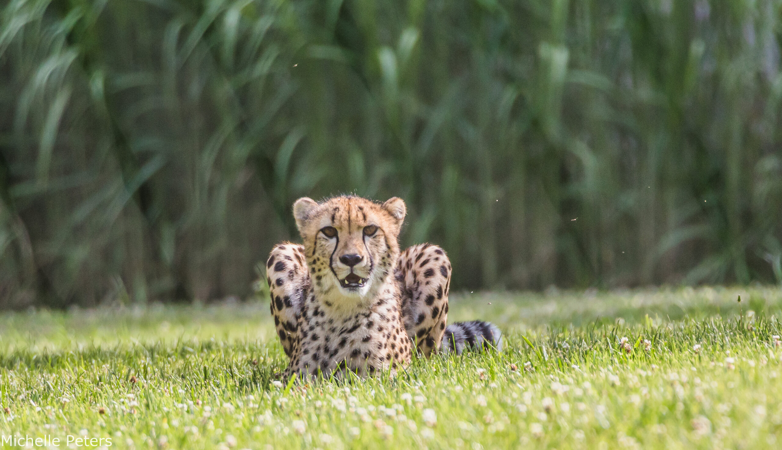 a cheetah sitting in the grass