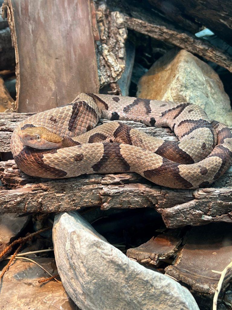 northern copperhead