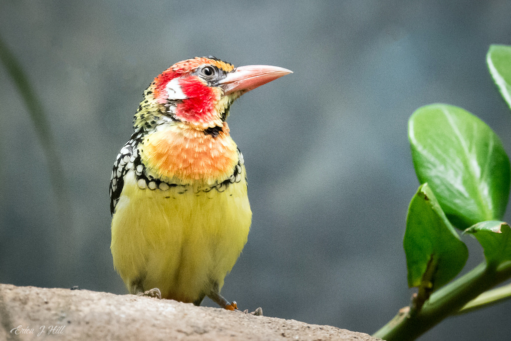 red and yellow barbet