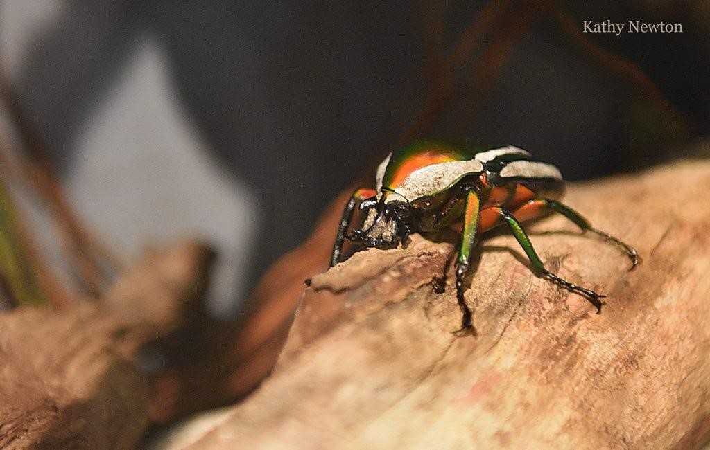 Derbyana flower beetle on wood