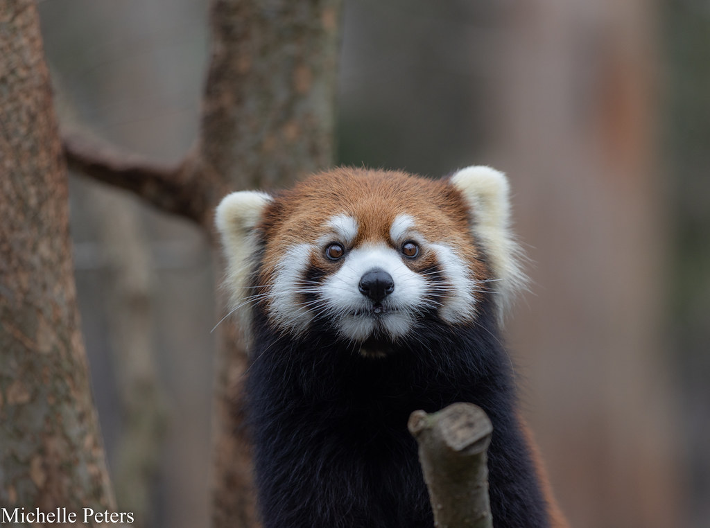 red panda in the tree looking at camera