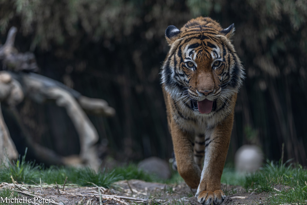 tiger walking towards camera at dusk
