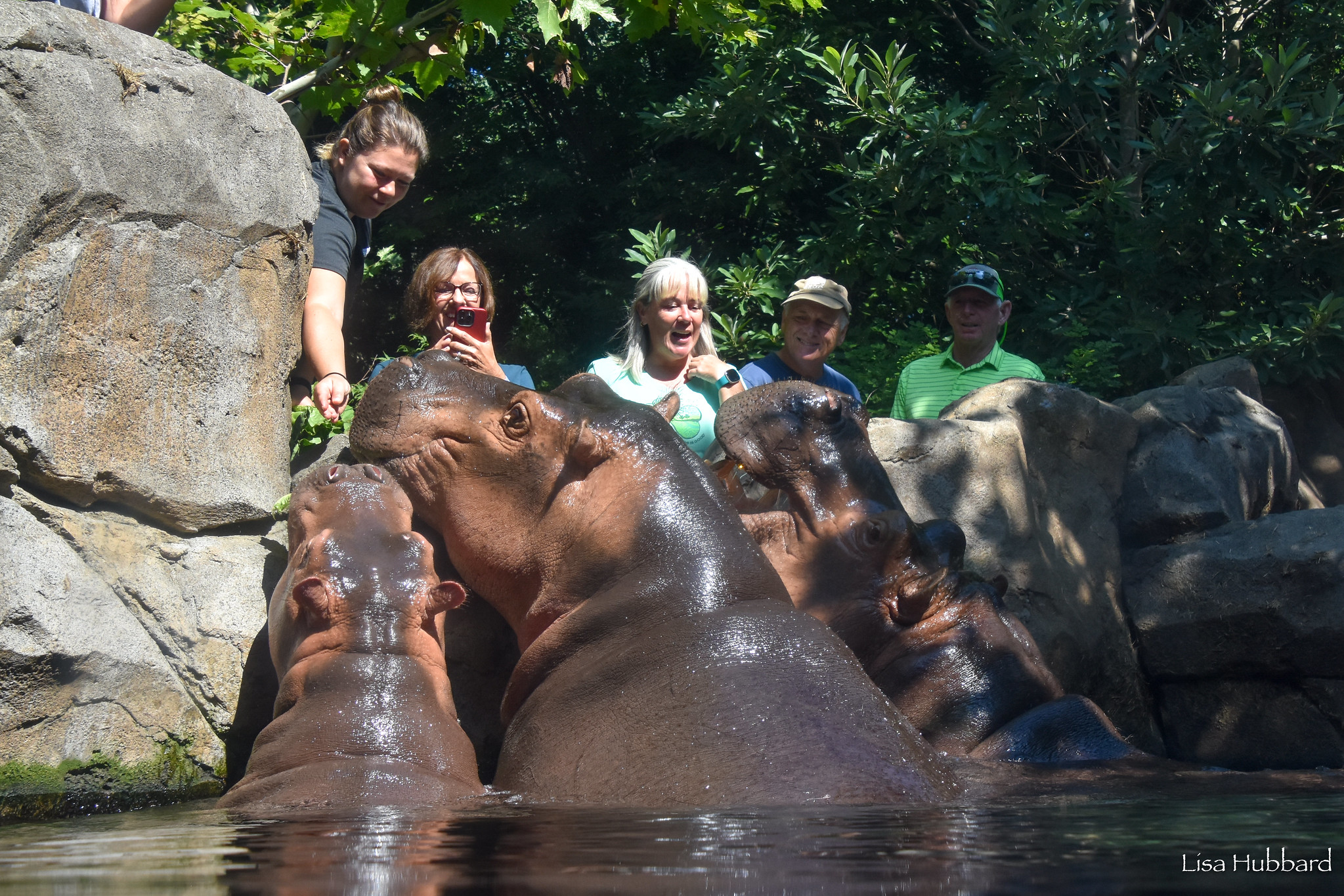 3 hippos at the training wall with people taking pictures and smiling