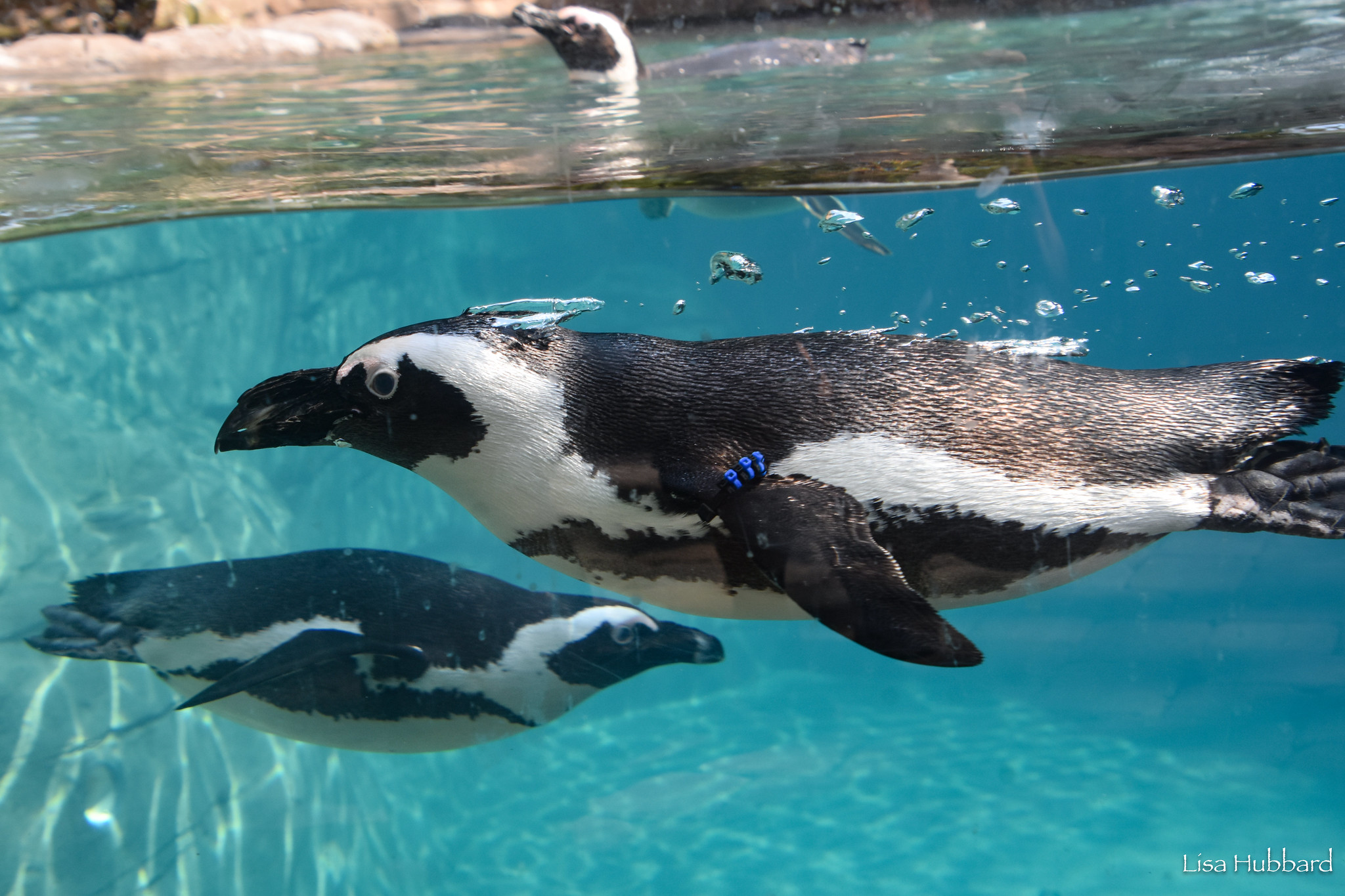 african penguin swimming underwater