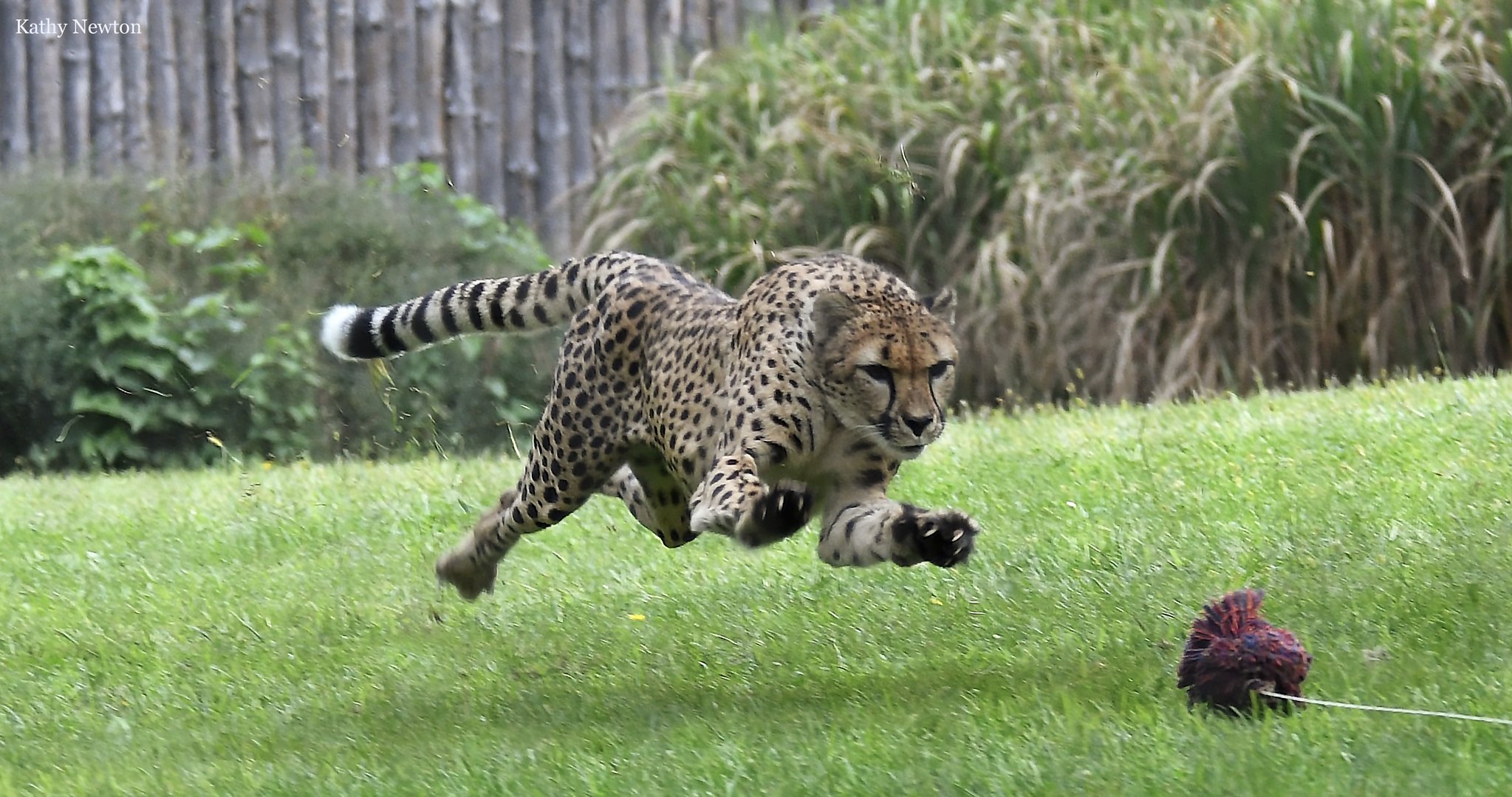 A September to Remember at the Cincinnati Zoo & Botanical Garden